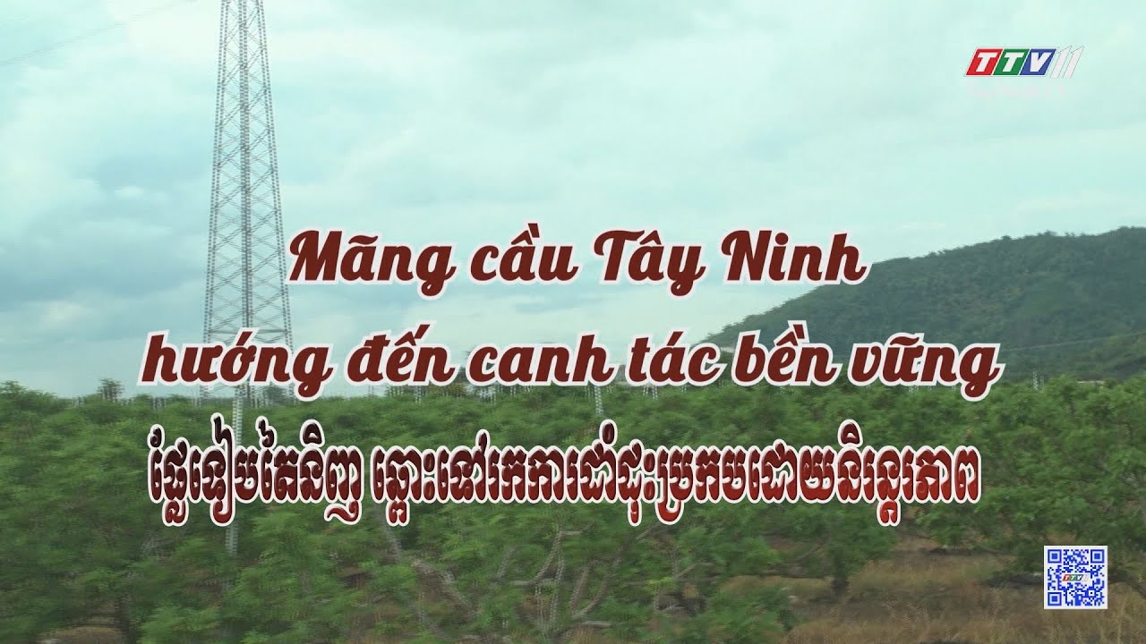 Mãng cầu Tây Ninh hướng đến canh tác bền vững | NÔNG NGHIỆP TÂY NINH | TayNinhTVToday